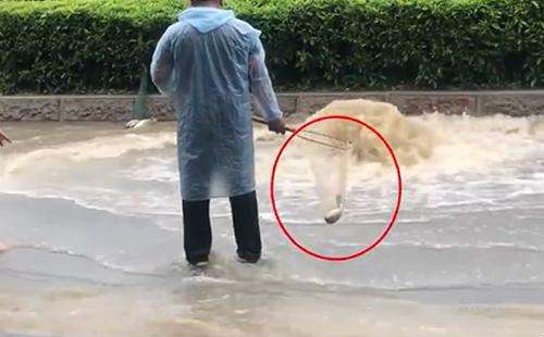 輸送帶廠家：廣州雨后內(nèi)澇嚴重，路人當街捕魚